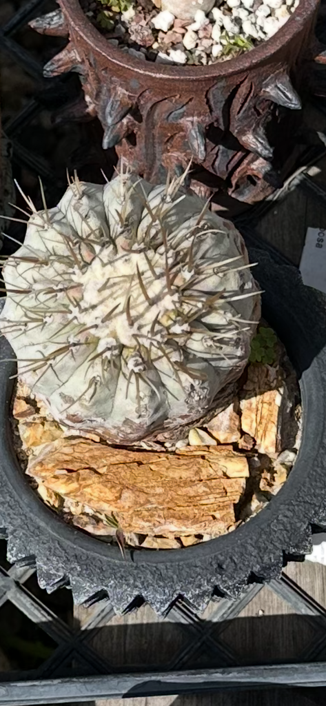 Copiapoa columna alba