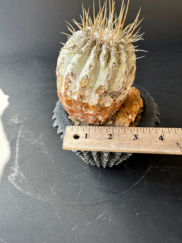 Copiapoa columna alba