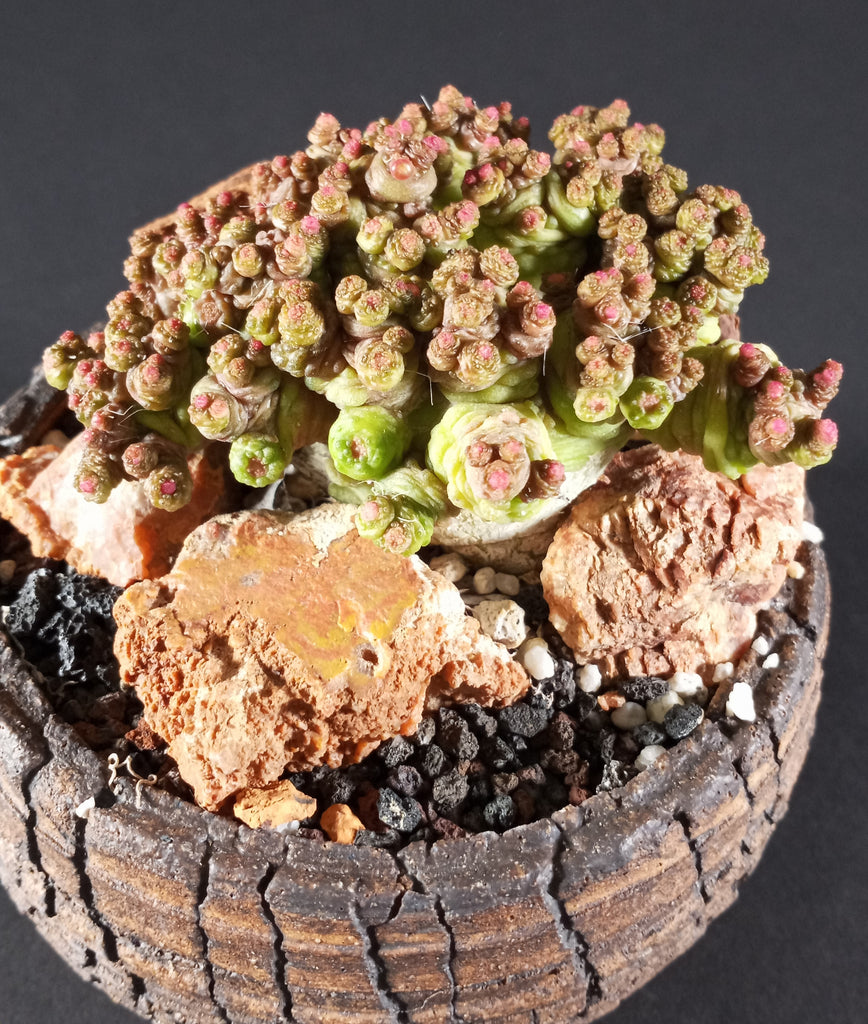 Mammillaria bocasanna "fred"