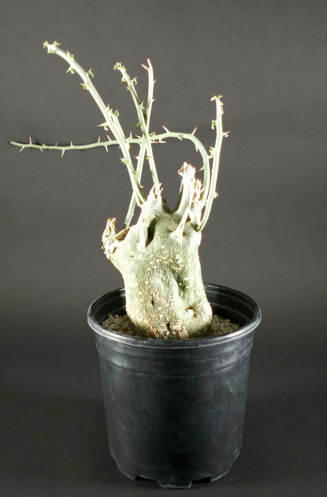 Adenia Globosa(0001F)