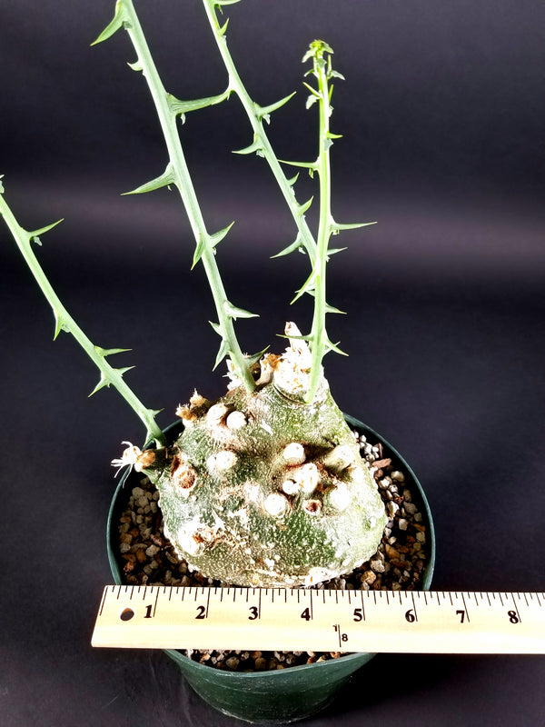 Adenia Globosa(0001A)