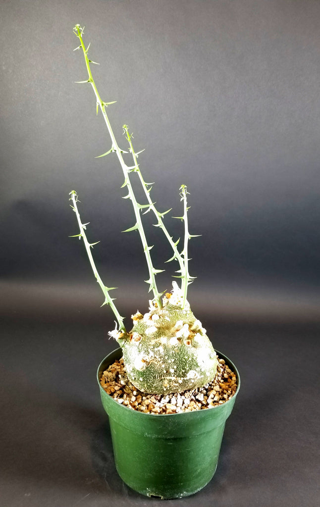 Adenia Globosa(0001A)