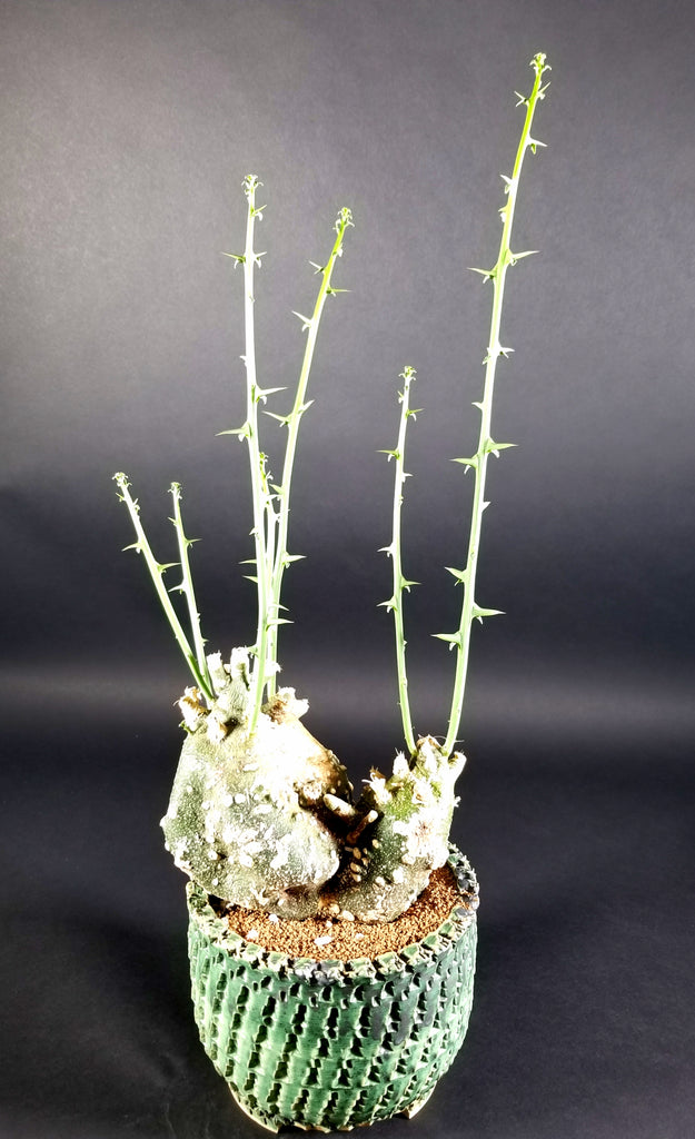 Adenia Globosa(0001B)