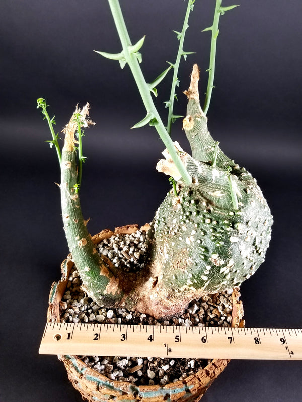 Adenia Globosa(0001C)