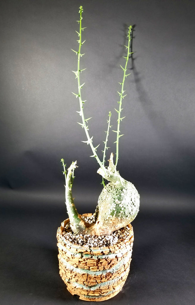 Adenia Globosa(0001C)