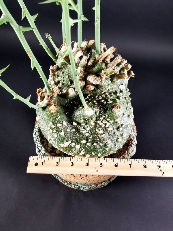 Adenia Globosa(0001D)