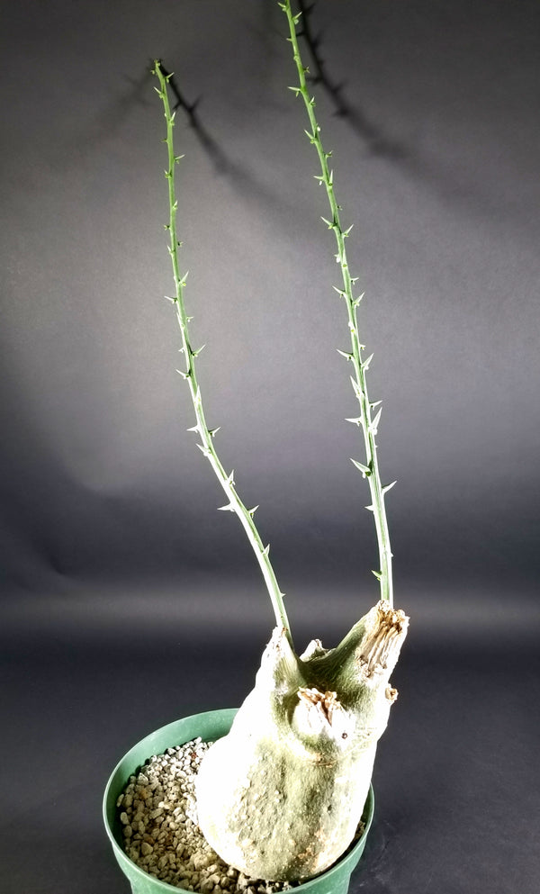 Adenia globosa ssp. Pseudoglobosa(0001H)