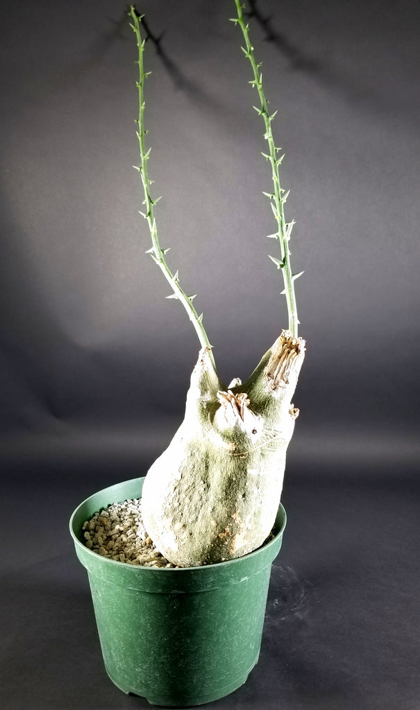 Adenia globosa ssp. Pseudoglobosa(0001H)