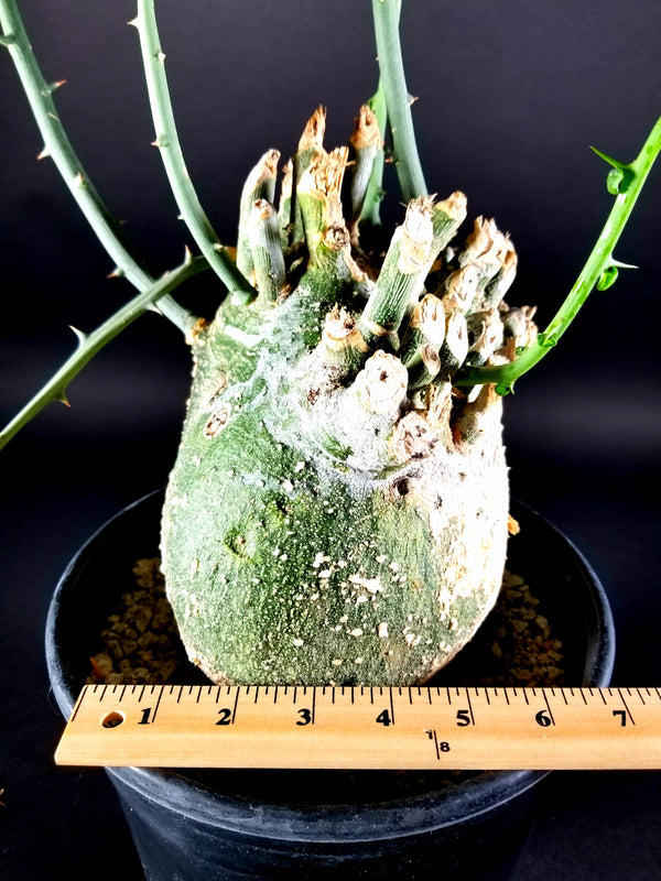 Adenia globosa ssp. Pseudoglobosa(0001I)