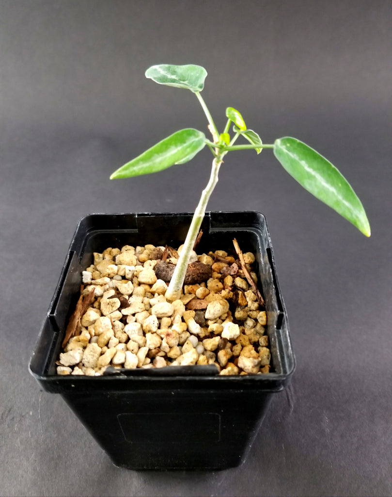 Adenia Ecirrosa