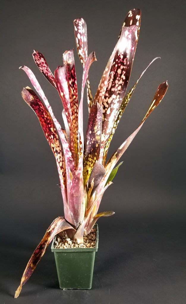 Billbergia ‘hallelujah’