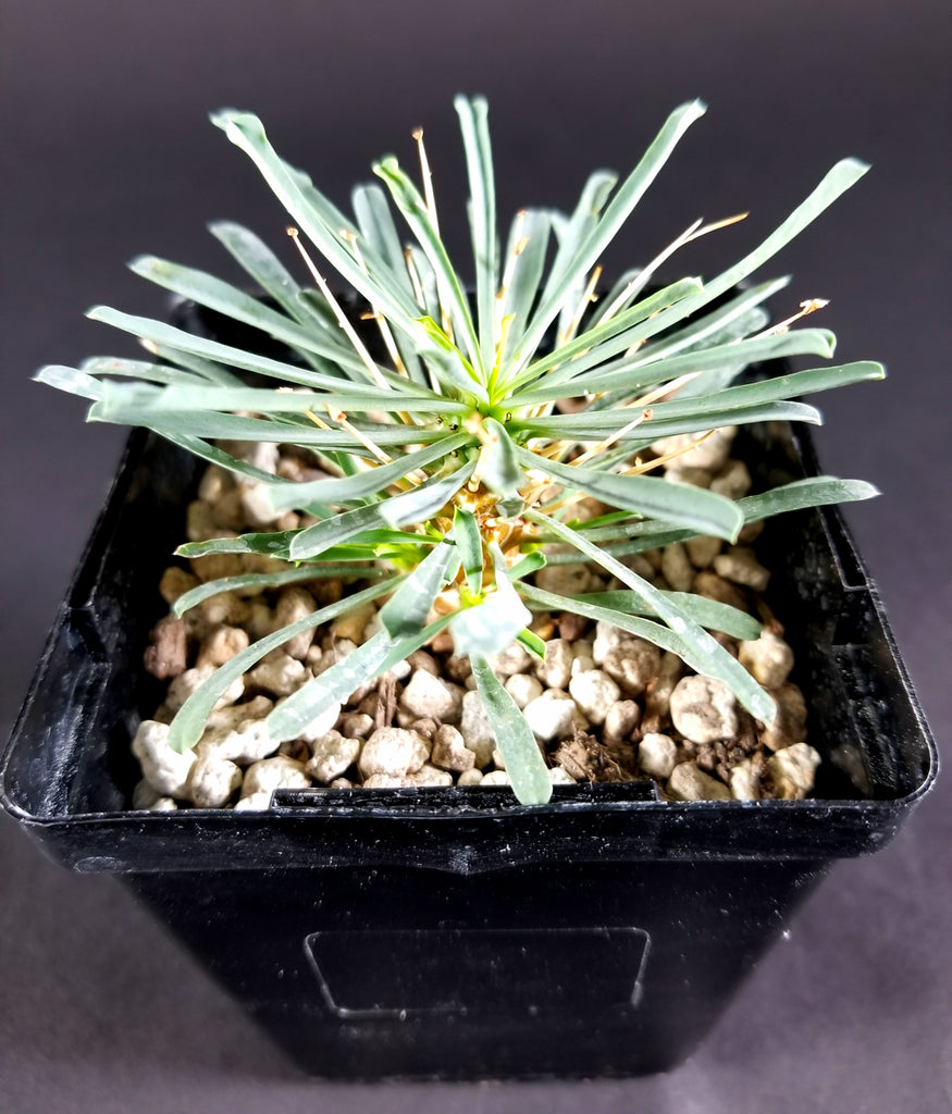 Euphorbia multifolia