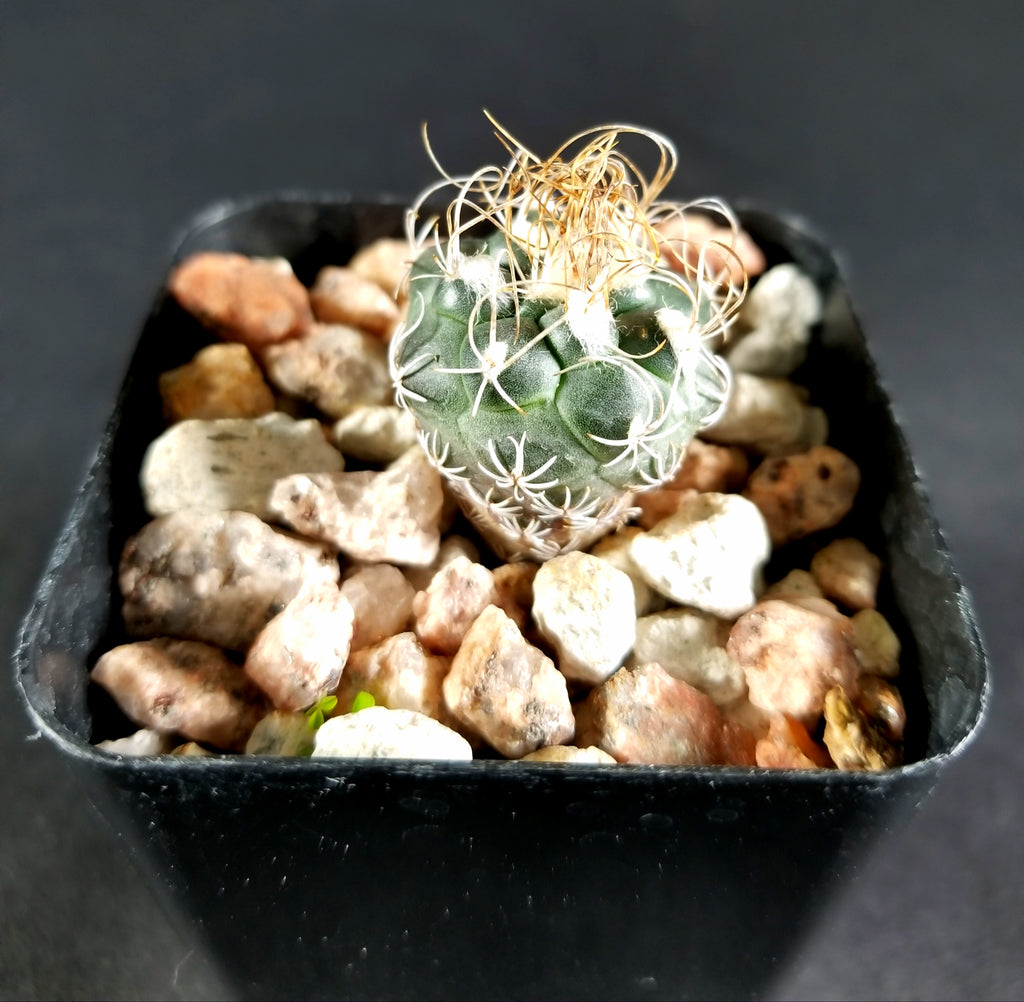 Turbinicarpus pseudomacrochele