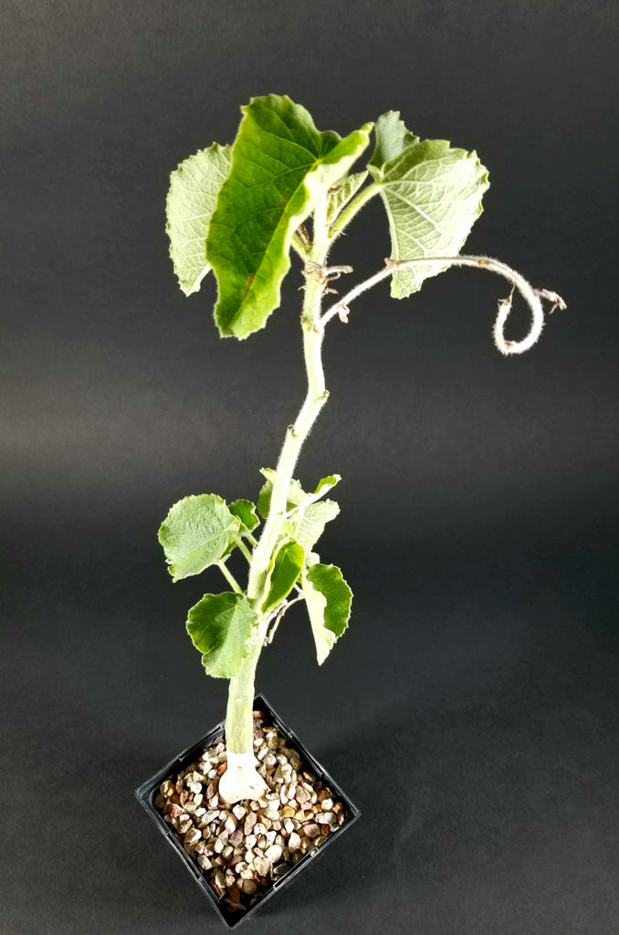 Adenia keramanthus