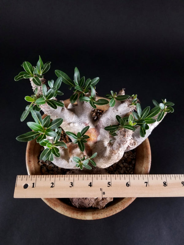 Pachypodium horombense