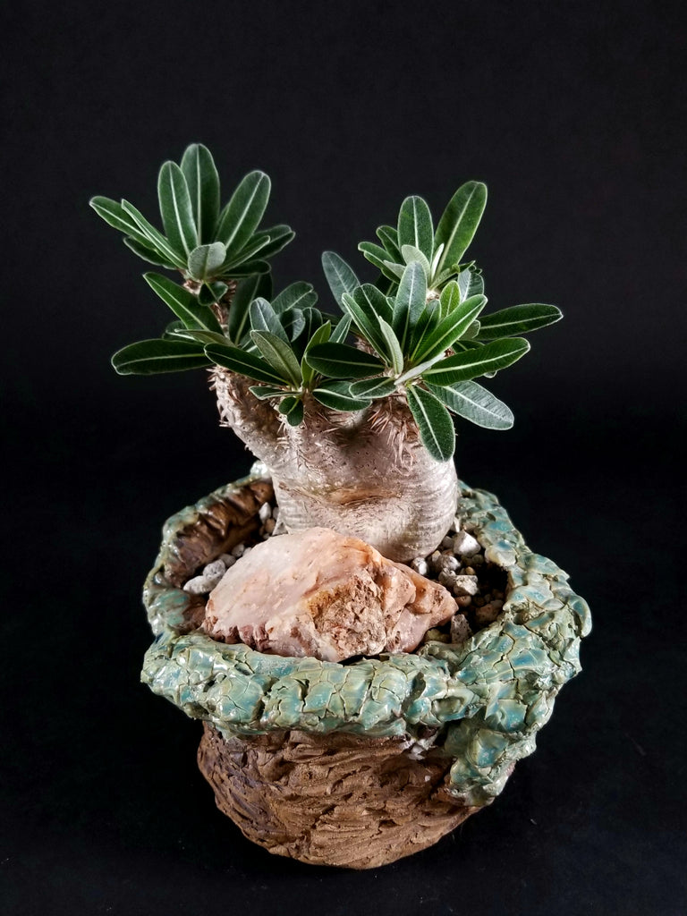 Pachypodium horombense