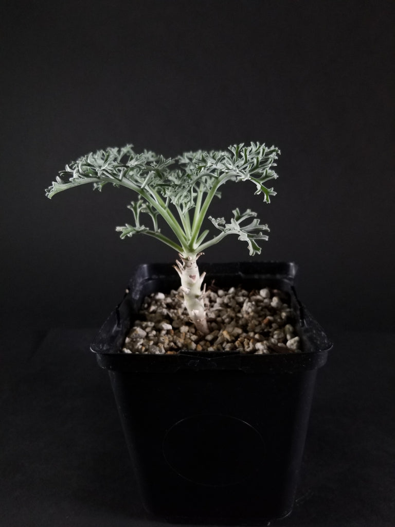 Pelargonium paniculatum(001PP)