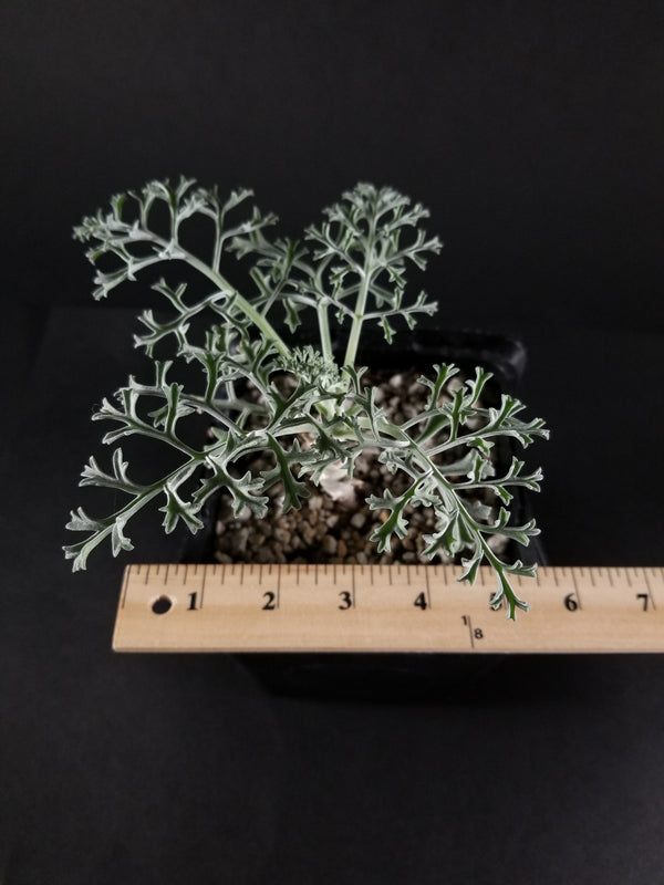 Pelargonium paniculatum(001PP)