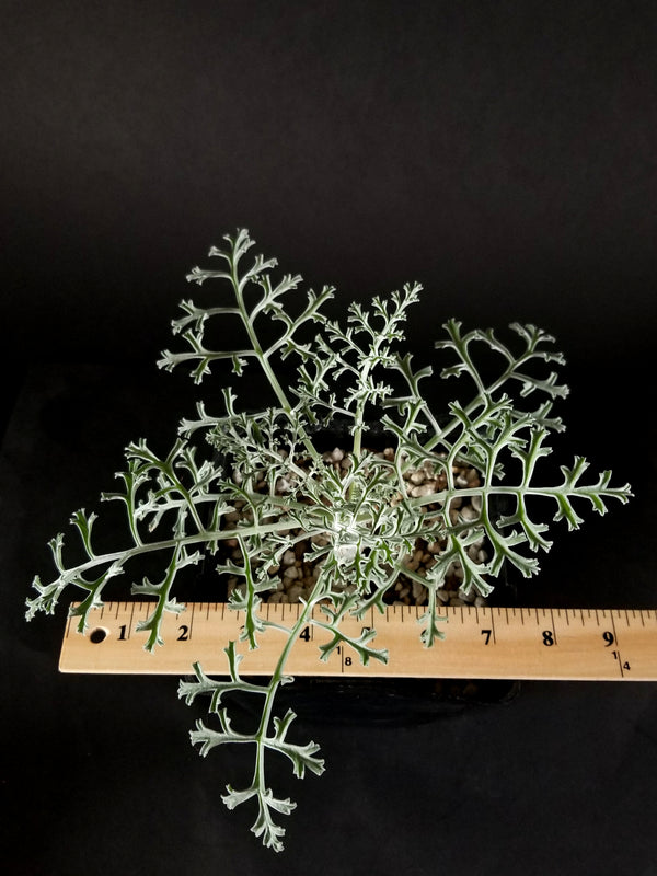 Pelargonium paniculatum(003PP)