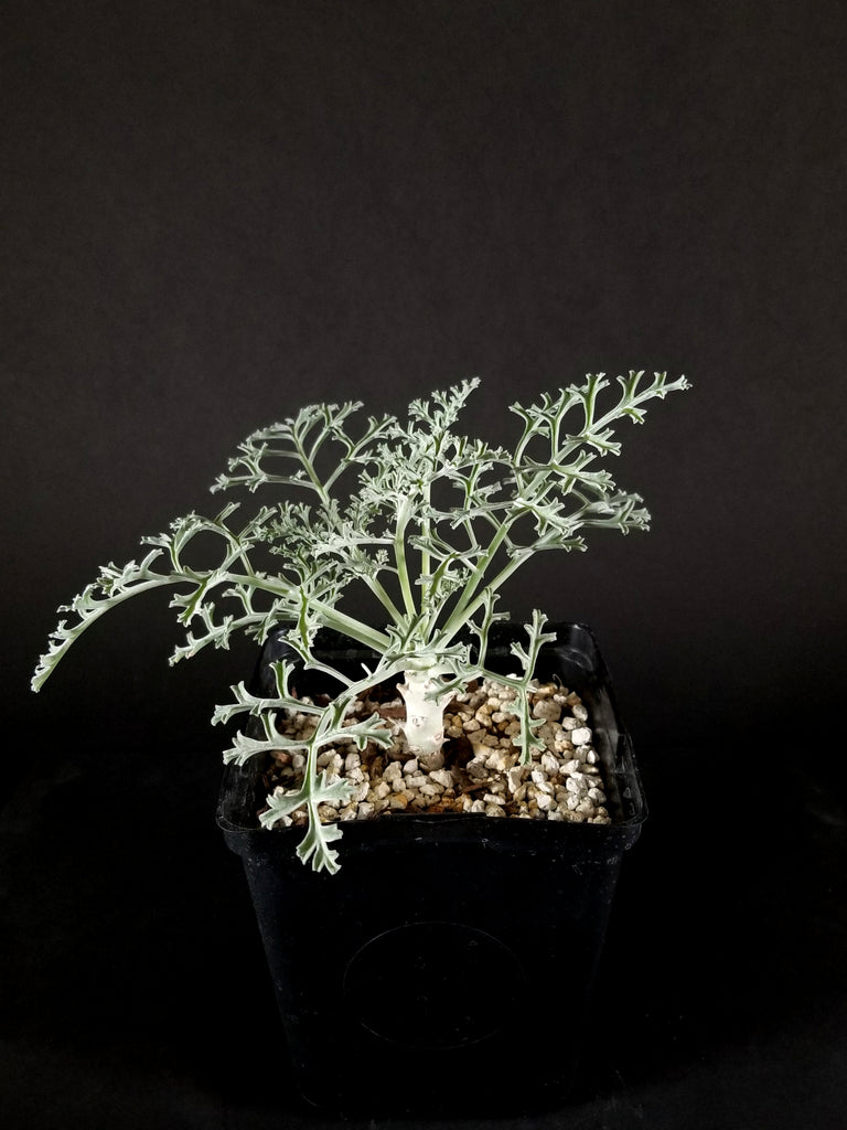 Pelargonium paniculatum(003PP)