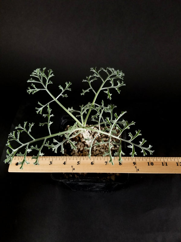Pelargonium paniculatum(002PP)