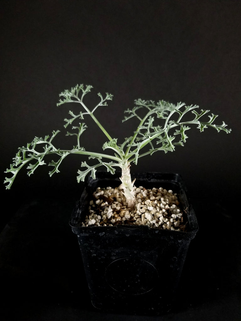 Pelargonium paniculatum(002PP)