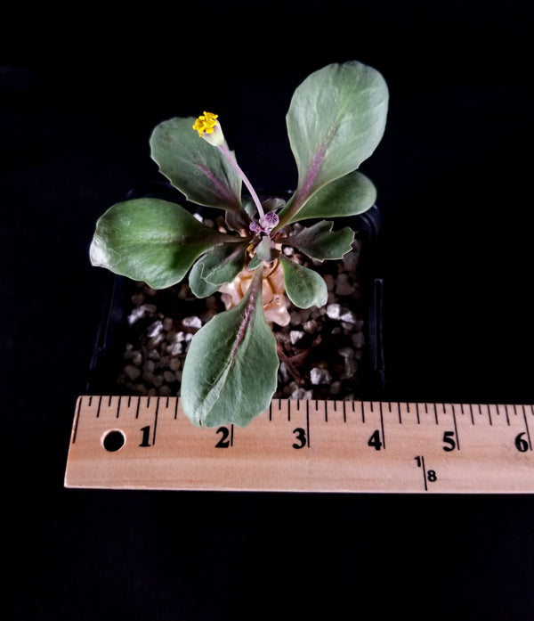 Othonna Herrei-seedling (03OH)