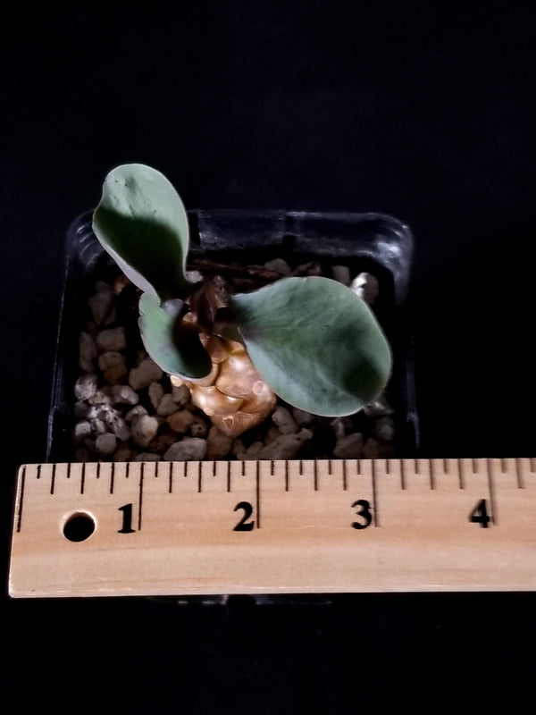 Othonna Herrei-seedling (04OH)