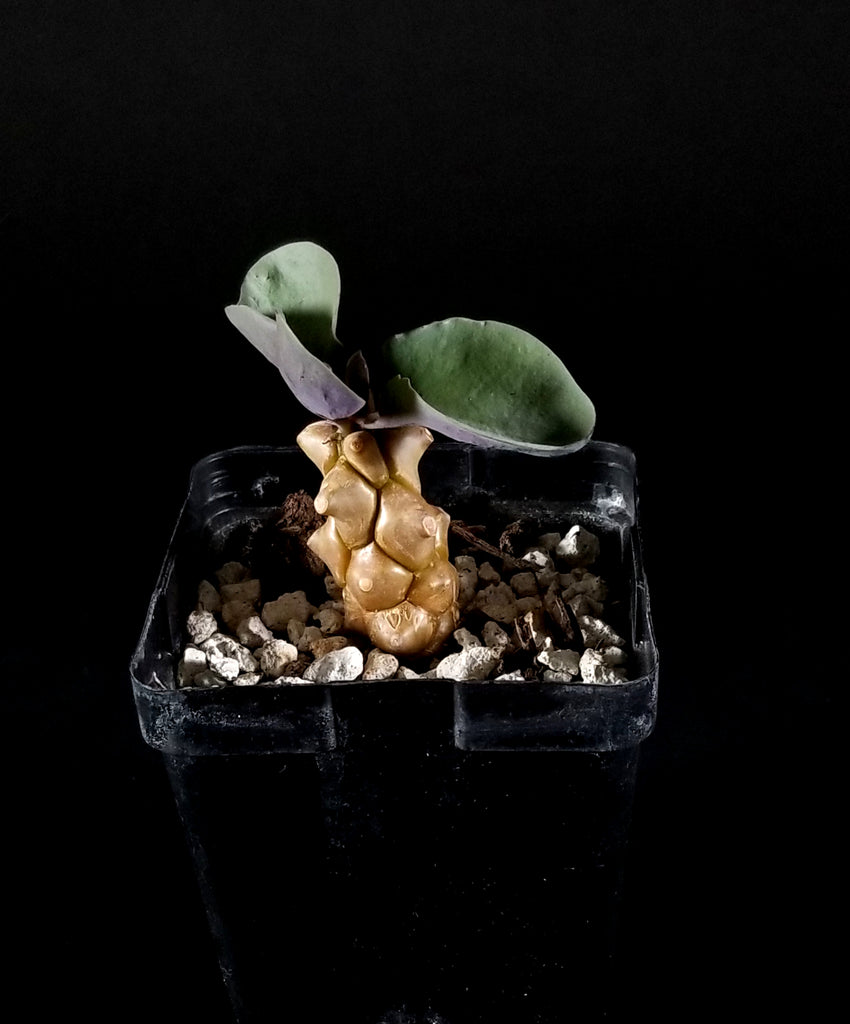 Othonna Herrei-seedling (04OH)