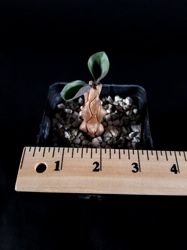 Othonna Herrei-seedling (05OH)