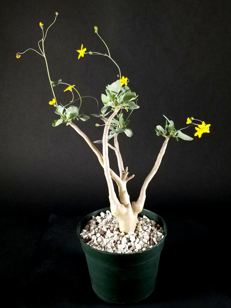 Othonna triplinervia(01OT)