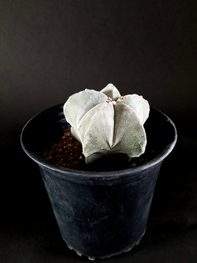 Astrophytum myriostigma