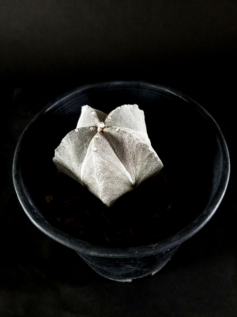 Astrophytum myriostigma(02AM)