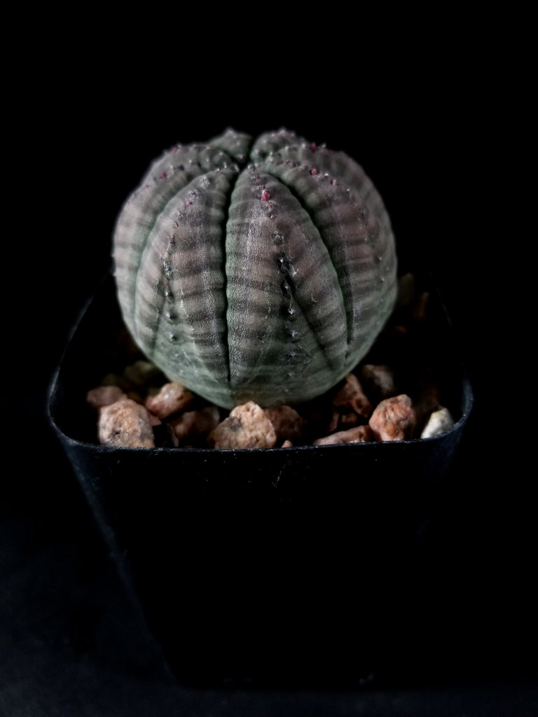 Euphorbia obesa