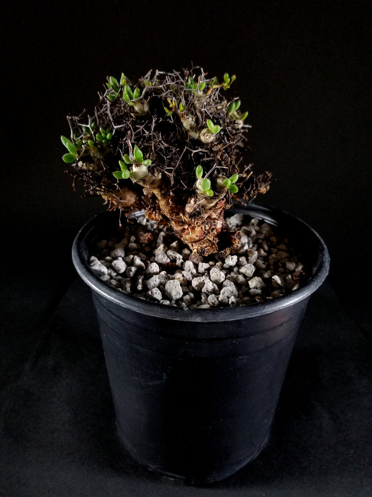 Tylecodon reticulatus, RARE(02TR)