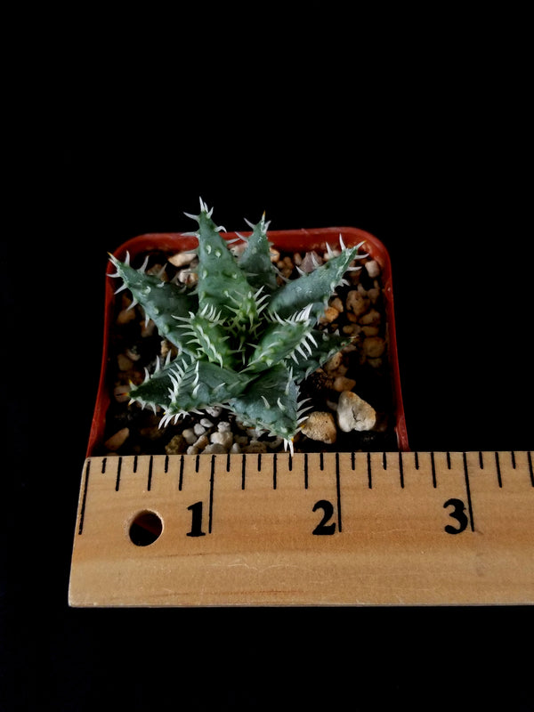 Aloe erinacea