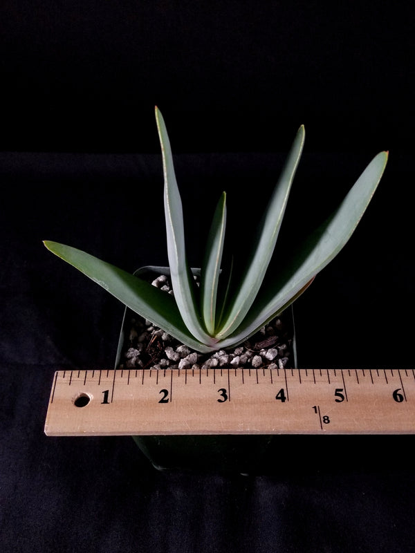 Aloe plicatilis