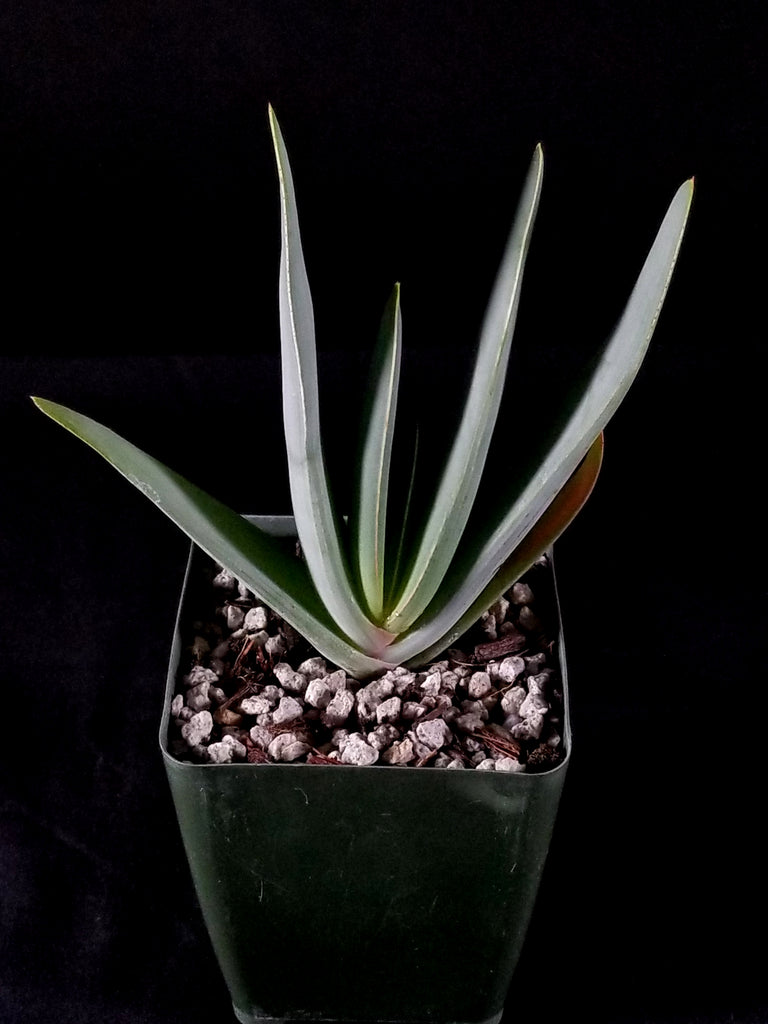 Aloe plicatilis