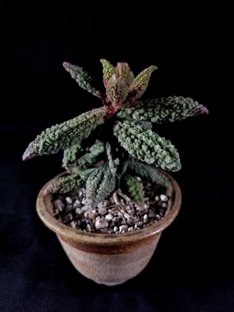 Adromischus marianiae 'Herrei' green coral