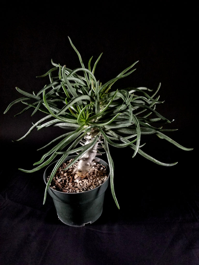 Tylecodon wallichii(OO2)TW