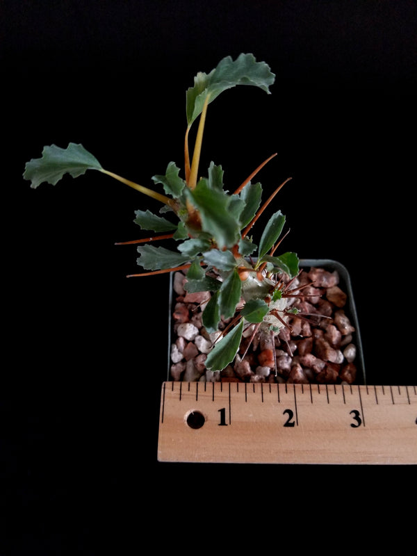 Monsonia Crassicaulis