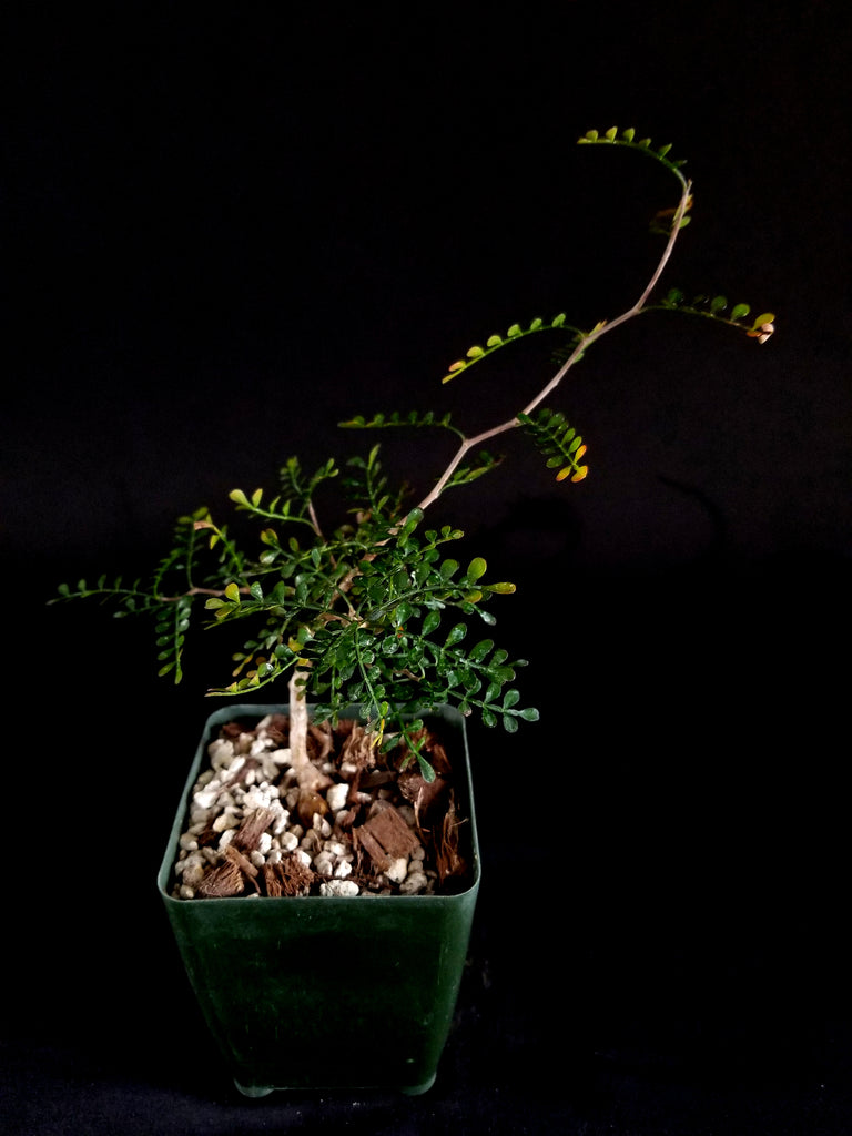 Operculicarya Pachypus seedling