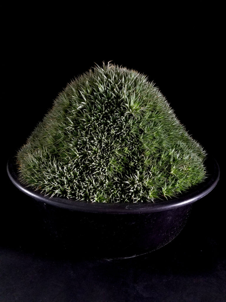 Ambromeitiella brevifolia