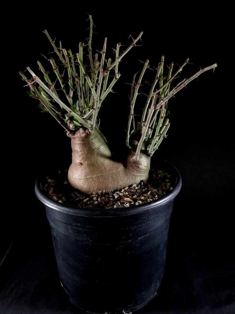 Adenia spinosa