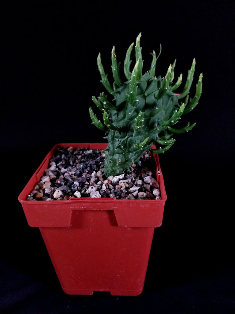 Euphorbia schoelanadii