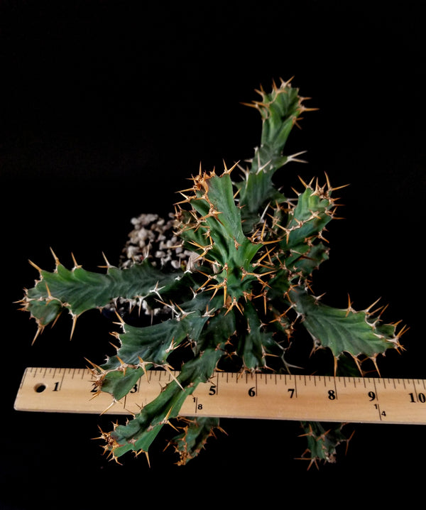 Euphorbia Clavigera Large