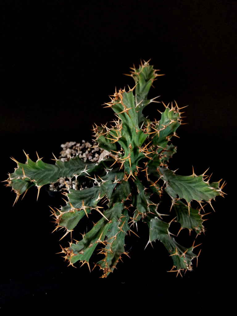 Euphorbia Clavigera Large