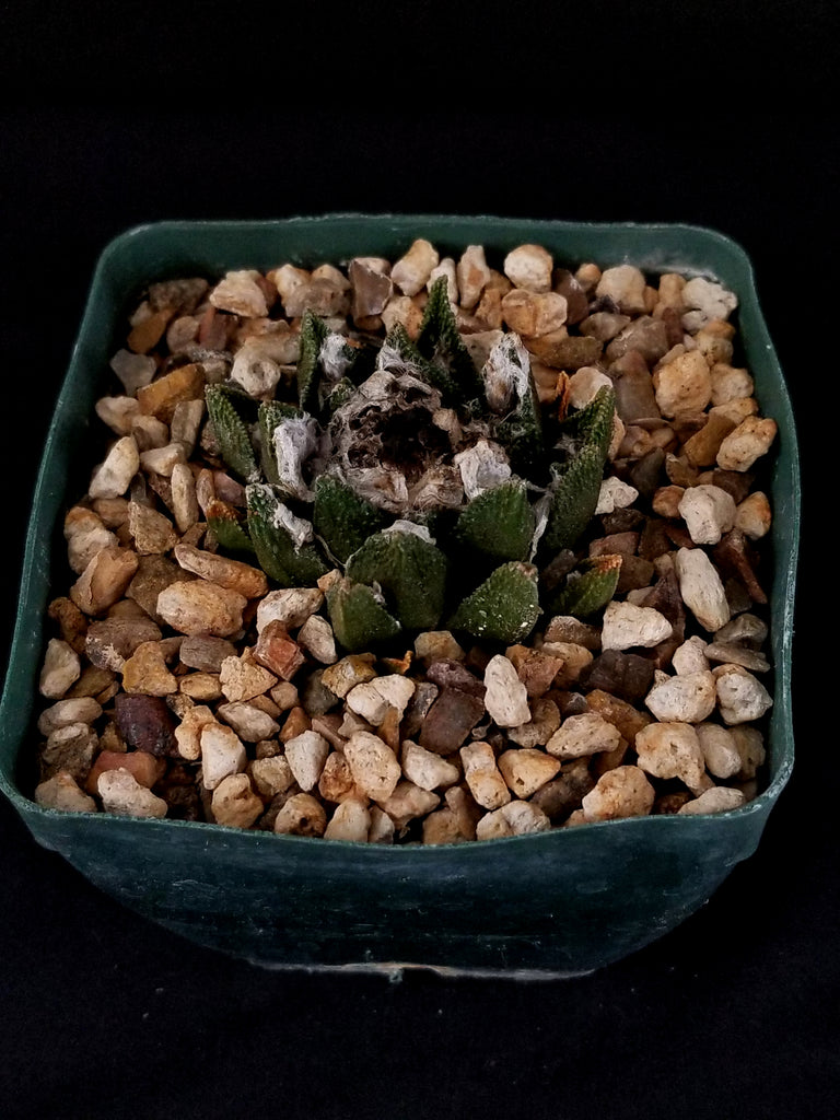 Ariocarpus bravoanus Specimen A
