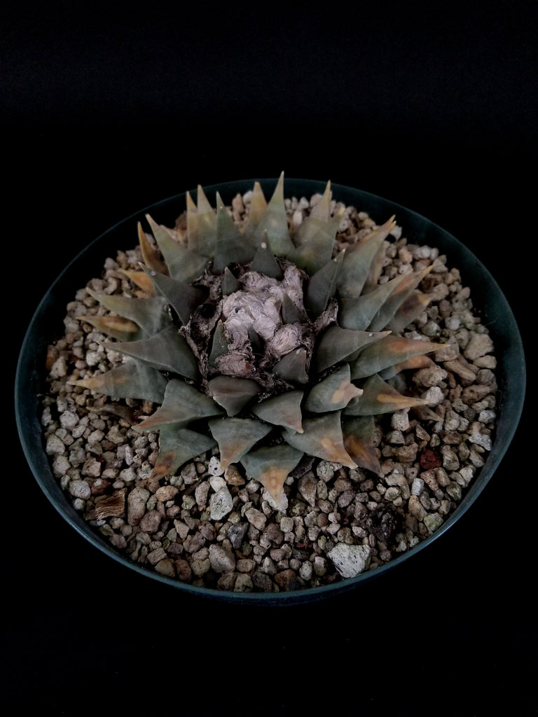 Ariocarpus retusus(B)