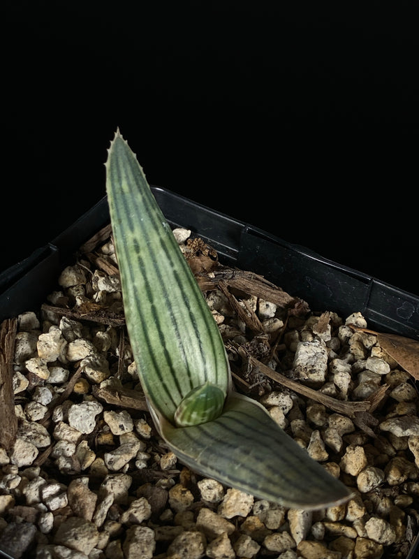 aloe-karajbergensis